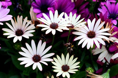 African Daisy Flowers Gazania Free Photo On Pixabay Pixabay