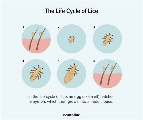 Find how to rid of lice. Finding Nits but No Lice in Your Hair: What to Do Next