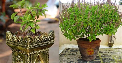 How To Grow Most Prolific Tulsi Plant Growing Holy Basil