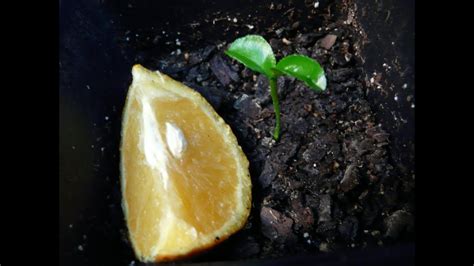 How To Germinate Orange Seeds Fast Seed Germination Grow Orange