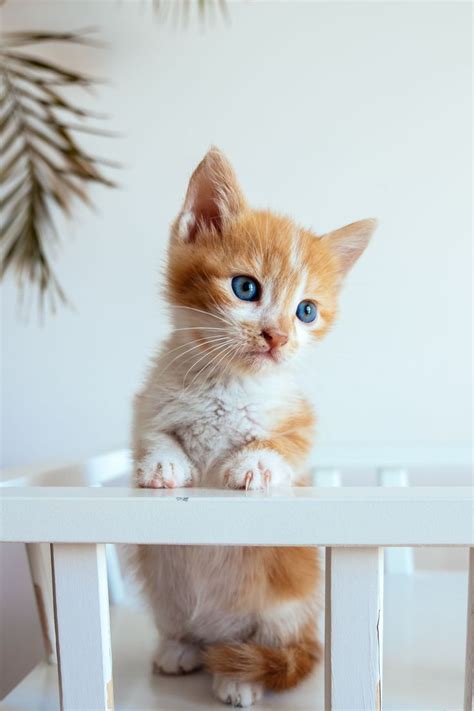 Orange White Kitten Cute Cat Names Cats Kittens Cutest