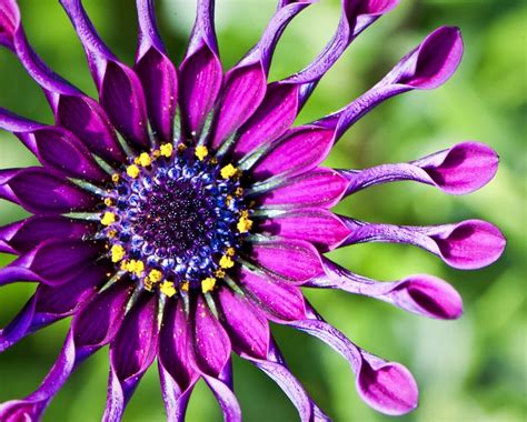 We did not find results for: African Daisy | Unseen Pictures 4 You
