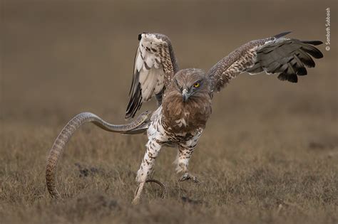 Snake Versus Eagle Wildlife Photographer Of The Year Natural