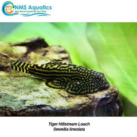 Buy Tiger Hillstream Loach In Store Or Online At Nms Aquarium Store