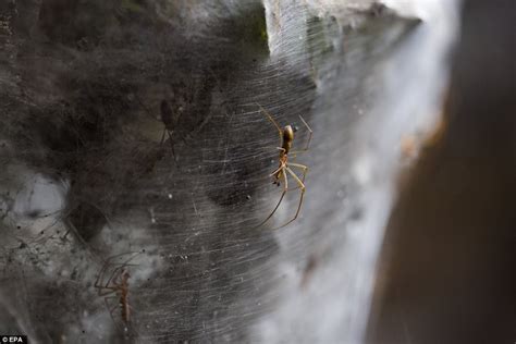 Massive Spider Webs Found On An Israeli River Daily Mail Online