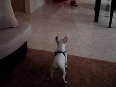 The french bulldog is a small sized domestic breed that was an outcome of crossing the ancestors of bulldog brought over from england with the local. French Bulldog Satchmo Barking at Balloons - YouTube