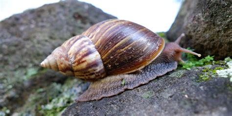 A Giant Snail That Eats Plaster And Is A Threat To Human Health Was