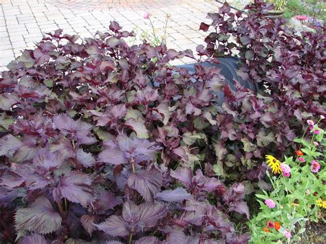 It has the darkest leaves of any purple basil variety. One Love Farm: August 2012