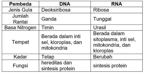 Tuliskan Perbedaan Rantai DNA Dan Rantai RNA