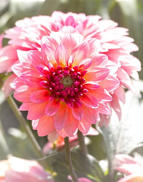 Pink Dahlia Photos Stock Photos Pictures And Royalty Free Images Istock