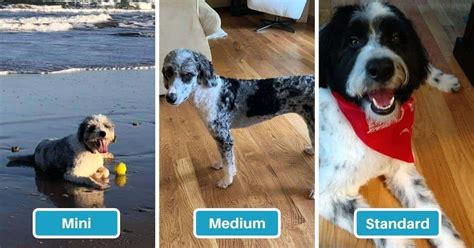 However, just because your dog can adapt to a hotter temperature doesn't mean that you have nothing to worry about. Bordoodle Size Full Grown: How Big Do Bordoodles Get ...