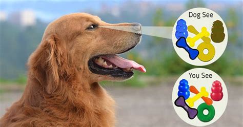 What Colors Can Dogs See Do Dog See Colors Fairgaze 1 Min Read