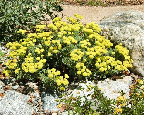 Some Yellow Flowers And Rocks In The Dirt