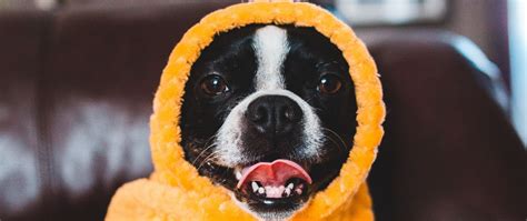 Download Wallpaper 2560x1080 Dog Protruding Tongue Funny Blanket