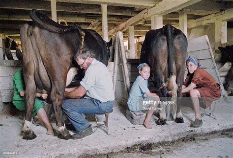 Amish People Milking Cows In A Barn News Photo Getty Images