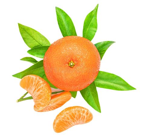 Mandarine Or Clementine Oranges Fruits With Green Leaves Isolated On