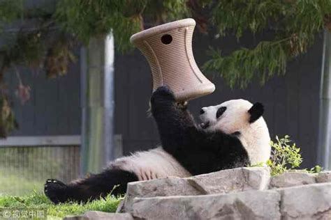 Us National Zoos Giant Panda Mei Xiang Artificially Inseminated