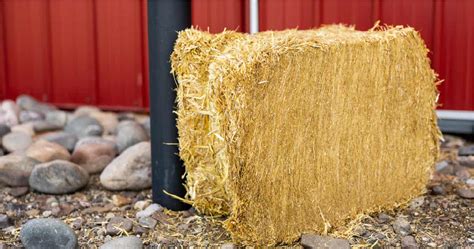 Certified Straw Compressed Bale Standlee Premium Forage