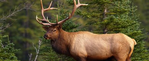 Banff Evening Wildlife Safari Tour | Discover Banff Tours