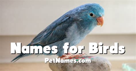 Names for birds