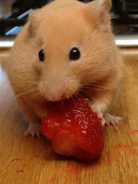 Honey Eating Strawberrys Cute Hamsters Syrian Hamster Hamster