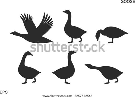 Goose Silhouette Isolated Goose On White Stock Vector Royalty Free