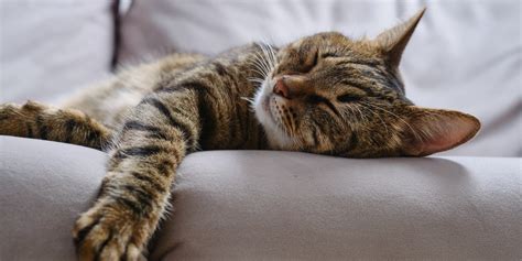 11 Tips To Train Your Cat To Sleep According To A Cat Behaviorist