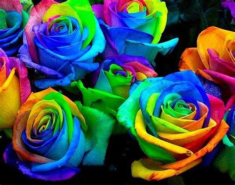 How To Grow A Rainbow Colored Rose Bit Rebels