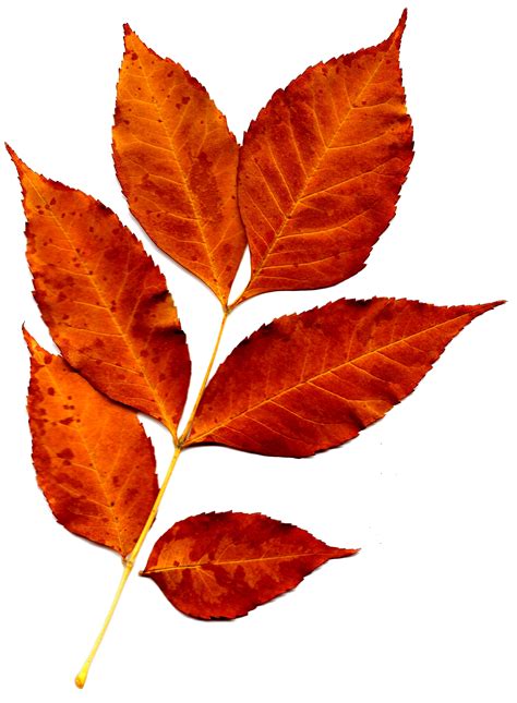 Sprig Of Orange Fall Leaves Picture Free Photograph