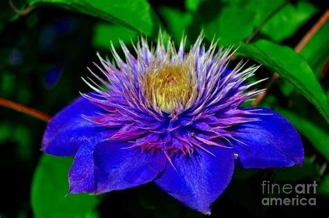 Blue Clematis Photograph By Mandy Judson