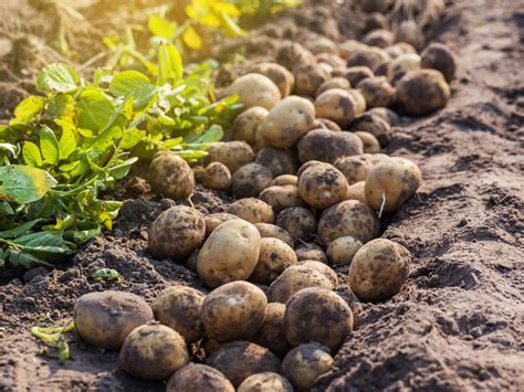 Harvesting Potatoes How And When To Dig Up Potatoes