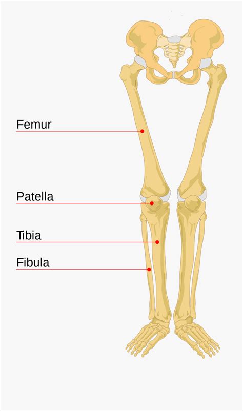Human Leg Bone Parts Leg Human Skeletal Anatomy Bones Bone Structure