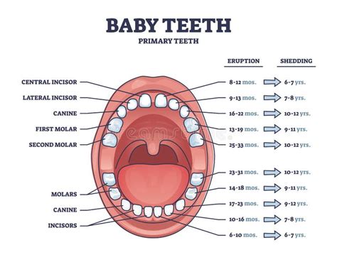 Primary Tooth Arrival Chart Child Teeth Dentition Anatomy Primary