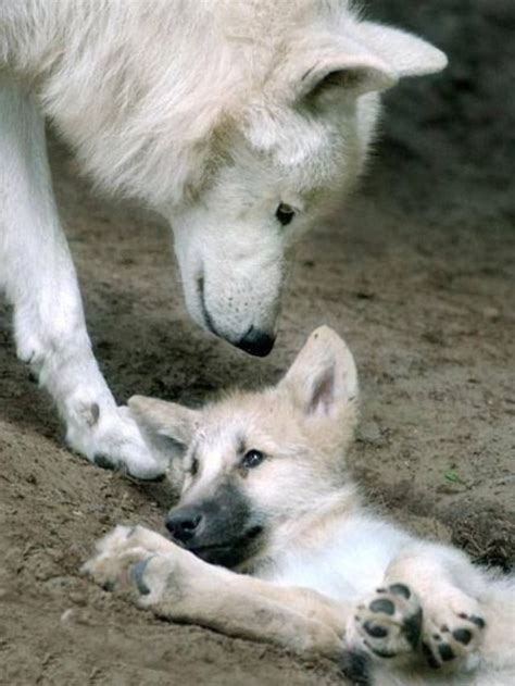 Pin By Shikyora On Cute Wolf Couple And Familly Wolf Dog Animals