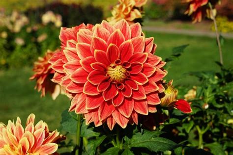 Dahlias How To Plant Grow And Care For Dahlia Flowers The Old