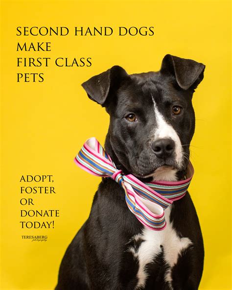 Petsmart charities national adoption days update. Artists for Animals | Dallas Fort Worth Artists in support ...