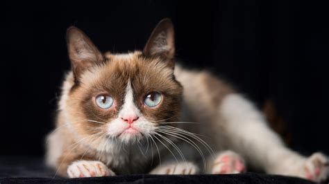 Grumpy Cat Beloved Internet Meme Star Dies At Age 7