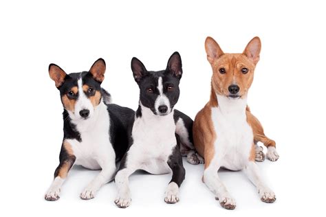 Everything You Need To Know About Basenji Dogs Best Dog