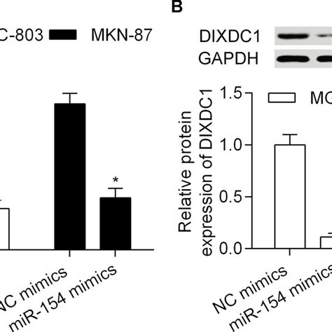 Mir Inhibits Dixdc Expression Mgc And Mkn Cells Were