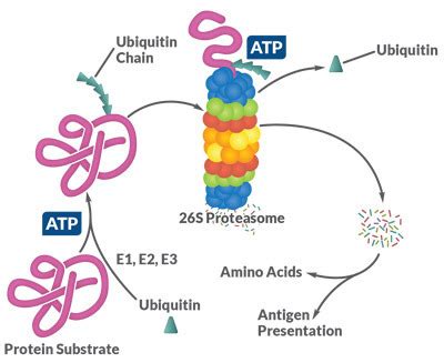 Check spelling or type a new query. Recycling the Cell: Autophagy and the Ubiquitin-Proteasome ...