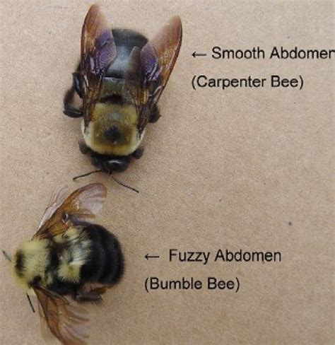 Carpenter Bee Information For Scranton Pa Homeowners Seitz Bros