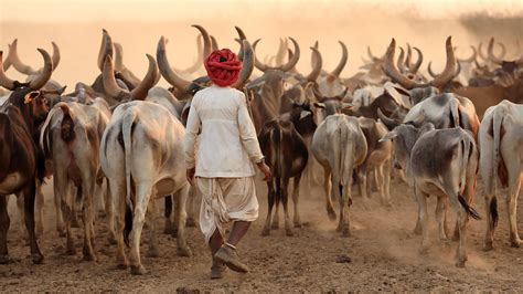 India Rabari Herder In Kutch Rabari Herder With Cattle In Flickr