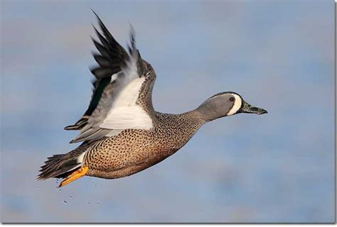 Blue Winged Teal Underside Of Wing Goose Hunting Duck Hunting Blue