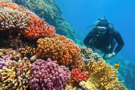 Buceador De Scuba Revisando Bello Arrecife De Coral Colorido Saludable