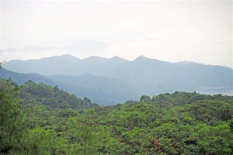 Green Pine Tree Forest With Mountain Landscape Stock Image Image Of