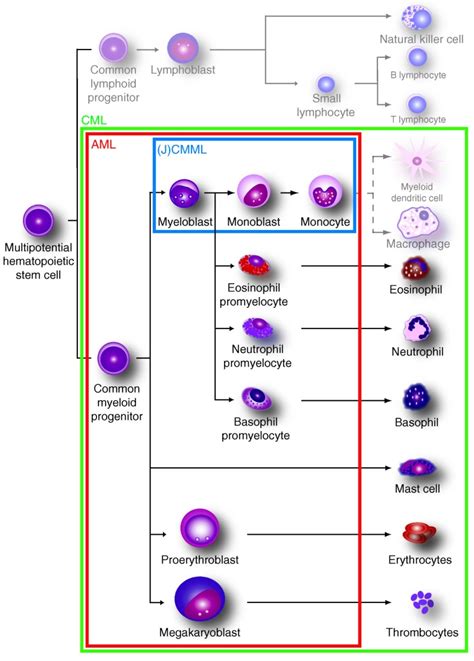 Clinical Proteomics Of Myeloid Leukemia Genome Medicine Full Text