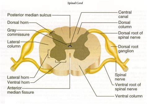 Histological Organization Of Spinal Cord Relation Between Spinal And