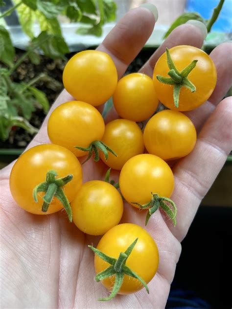 Yellow Canary Microdwarf Tomato — Elevated Gardening
