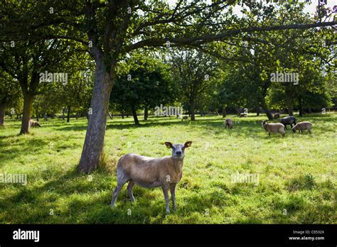French Sheep In An Apple Orchard At Trelly In Normandy France Stock