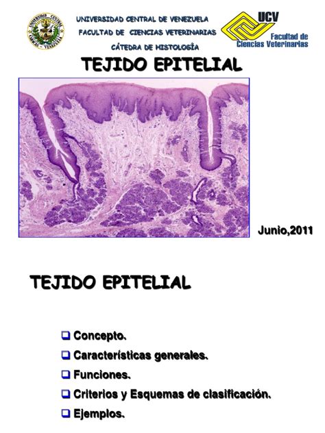 Tejido Epitelial Introduccinpptpdf Epitelio Anatomía